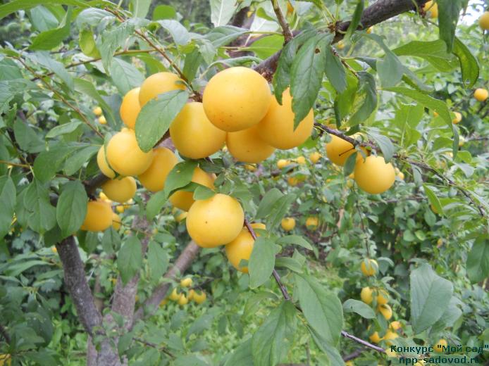 Алыча сорт царская описание сорта Алыча сорт царская описание сорта