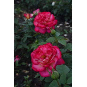 Роза Большой (Bolchoi) - C4