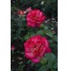 Роза Большой (Bolchoi) - C4