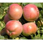 Яблоня зимняя Белорусское сладкое 3 года, С10-С15