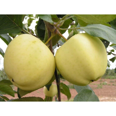 Яблоня летняя Белый налив 3-4 года, С10