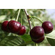 Вишня Застенчивая 1 год, С4