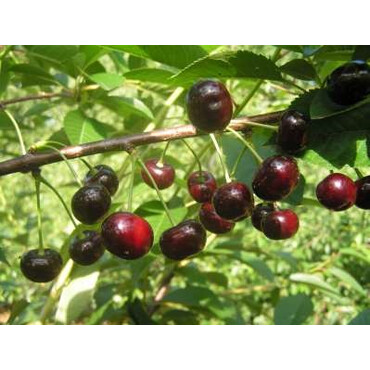 Вишня Живица 1-2 года/ 