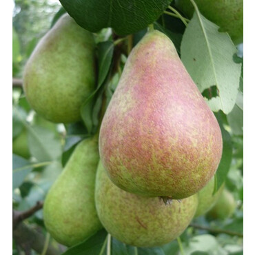 Перейти на страницу товара Груша летняя Аллегро 1 год, С4