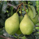 Груша осенняя Просто Мария 1 год, С4
