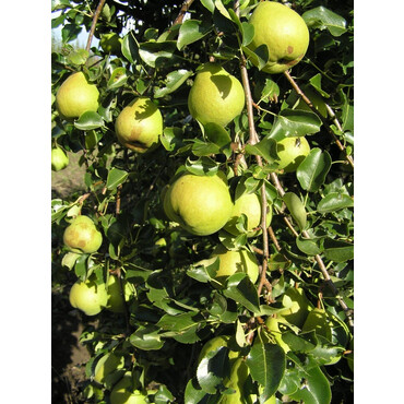 Перейти на страницу товара Груша осенняя Москвичка 1 год, С4