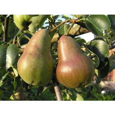 Перейти на страницу товара Груша осенняя Брянская красавица 1 год, С4