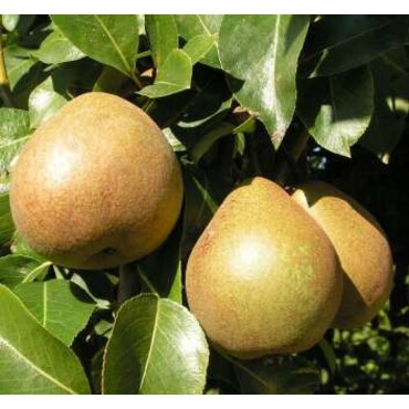 Перейти на страницу товара Груша зимняя Белорусская поздняя 3 года, С10