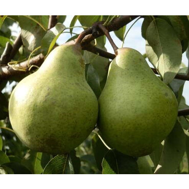 Перейти на страницу товара Груша зимняя Завея 3 года, С10