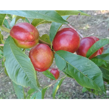 Нектарин Баловник, С4