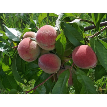 Персик Днепровский 1 год, С4