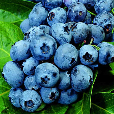 Перейти на страницу товара Голубика Дюк 2 года, С3