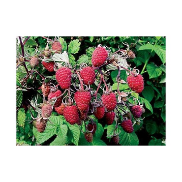 Перейти на страницу товара Малина ремонтантная Полана, С4