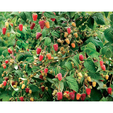 Малина штамбовая (Малиновое дерево) Сказка, С4