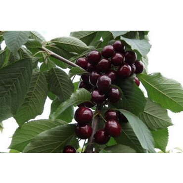 Перейти на страницу товара Черешня Ревна (темно-красная) 2 год, С4