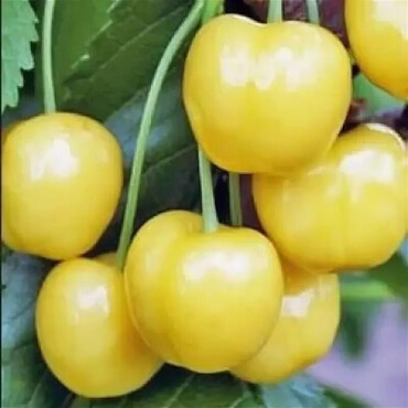 Перейти на страницу товара Черешня Брянская желтая 3 года, С7-С10