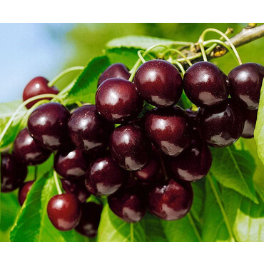 Перейти на страницу товара Черешня Бряночка (темно-красная) 2 год, С4