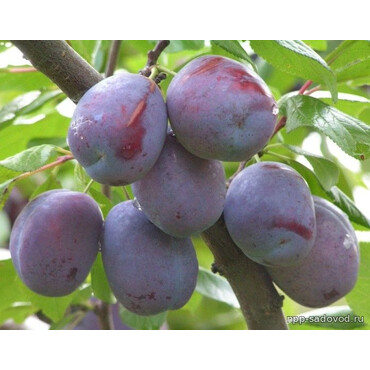 Перейти на страницу товара Слива Блюфри (темно-красная) 1 год, С4