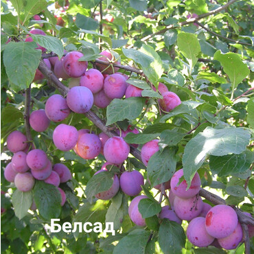 Перейти на страницу товара Слива Деликатная (ярко-красная) 2 года, С7