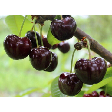 Перейти на страницу товара Черешня Сказка 1 год, С4
