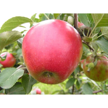 Перейти на страницу товара Яблоня осенняя Коваленковское 1 год, С4
