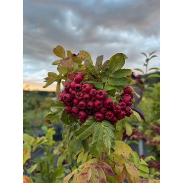 Рябина Десертная Мичурина 2 года, С7