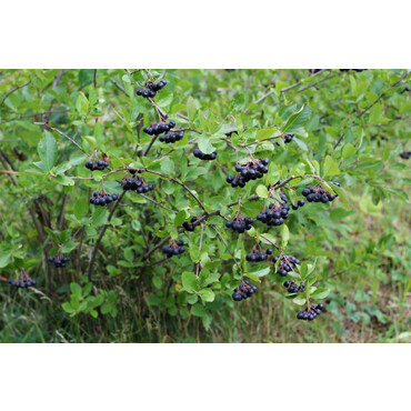 Перейти на страницу товара Рябина черноплодная (Арония черноплодная), С3