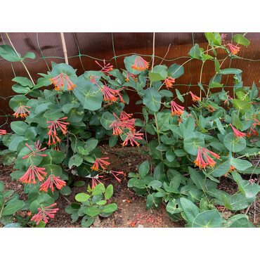 Перейти на страницу товара Жимолость каприфоль оранжевая, С3