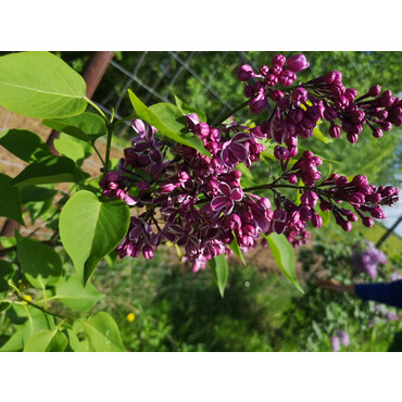 Сирень Сенсация, С3