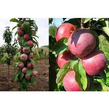 Перейти на страницу товара Яблоня колоновидная Московское ожерелье 1 год, С4