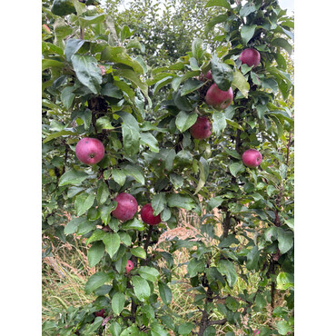 Перейти на страницу товара Яблоня колоновидная Янтарное ожерелье 1 год, С4