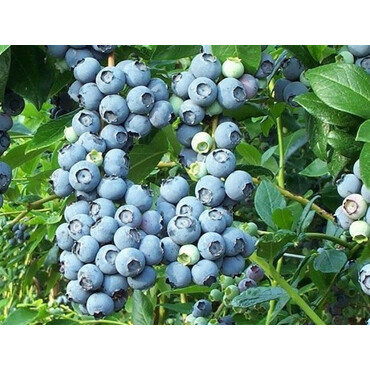 Перейти на страницу товара Голубика Нортланд 3 года, С3