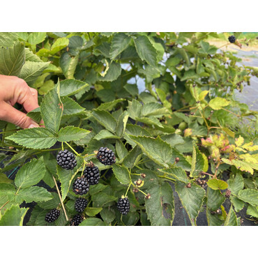 Перейти на страницу товара Ежевика Натчез, С5