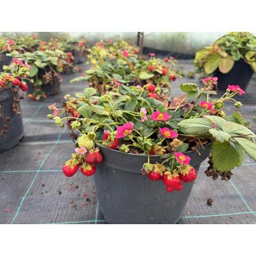 Перейти на страницу товара Земляника ремонтантная ампельная Тоскана, р9