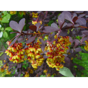 Перейти на страницу товара Барбарис оттавский Пурпуреа, С10