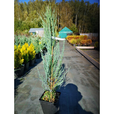 Перейти на страницу товара Можжевельник скальный Блю Эрроу, C3, h=40-60