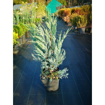 Перейти на страницу товара Можжевельник скальный Мунглоу С15