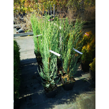 Перейти на страницу товара Можжевельник скальный Скай Рокет, C3, h=40-60