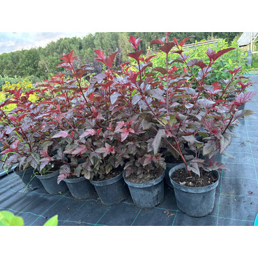 Перейти на страницу товара Пузыреплодник Lady in red, С3