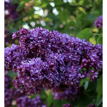 Сирень Огни Донбасса, С10