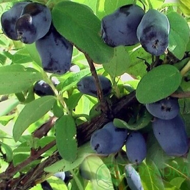 Перейти на страницу товара Жимолость съедобная Индиго джем, С5 New