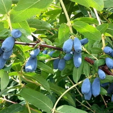Перейти на страницу товара Жимолость съедобная Клубничная сенсация, С3 New