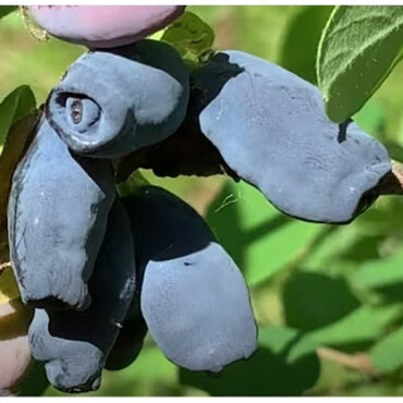 Перейти на страницу товара Жимолость съедобная Хоней би (Honey Bee), С3 New