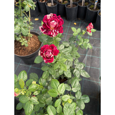 Перейти на страницу товара Роза чайно-гибридная Хулио иглесиас, С7