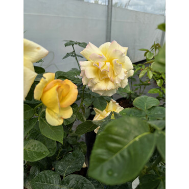 Перейти на страницу товара Роза чайно-гибридная Глория дей, С7