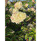Гортензия метельчатая