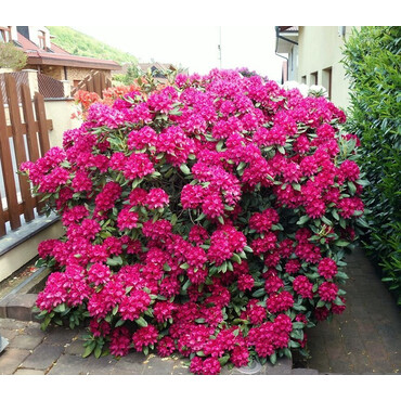 Перейти на страницу товара Рододендрон Nova zembla, C5