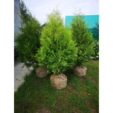 Туя западная Брабант 150-170 (Ком)