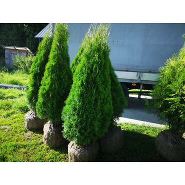 Туя западная Смарагд 140-160 (Ком)