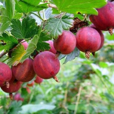 Перейти на страницу товара Крыжовник Колобок, С3